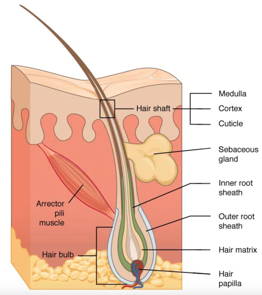 The eyelash follicle is a complex anatomical structure that every lash technician should understand thoroughly.